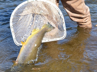 Large brown trout being released